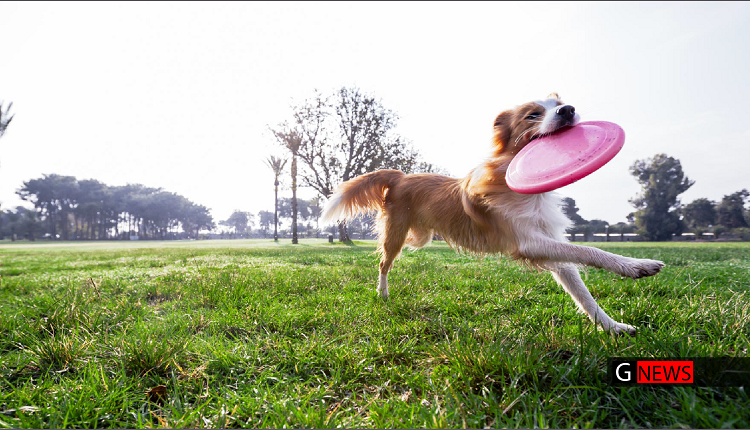 سه شهر برای زندگی سگ ها در کانادا