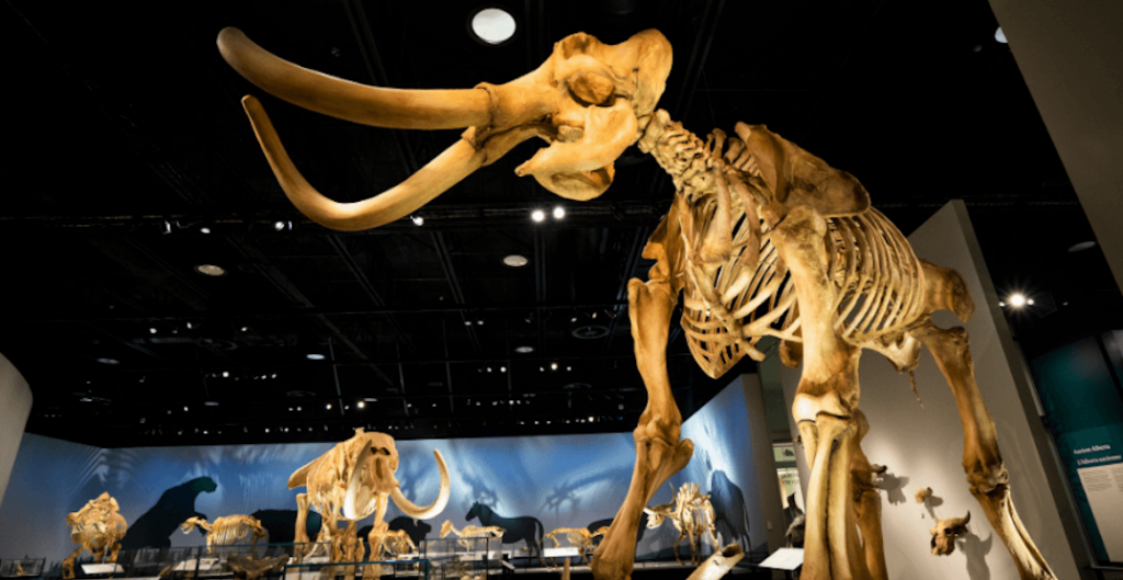 موزه سلطنتی آلبرتا