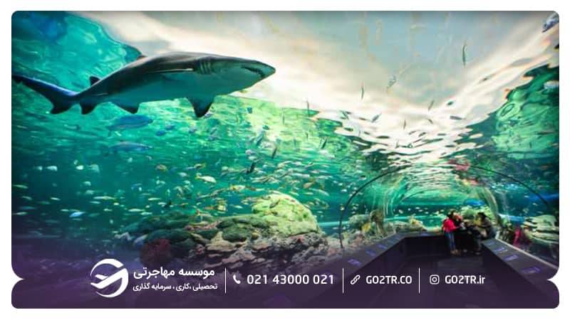 آکواریوم ریپلی کانادا