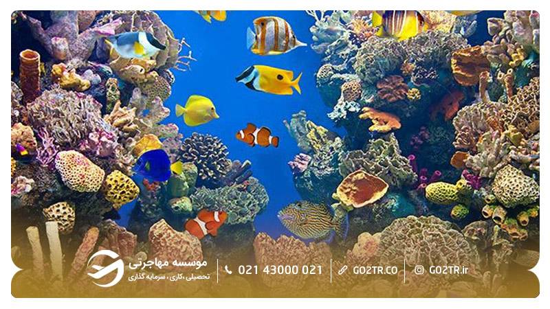 آکواریوم هونولولو
