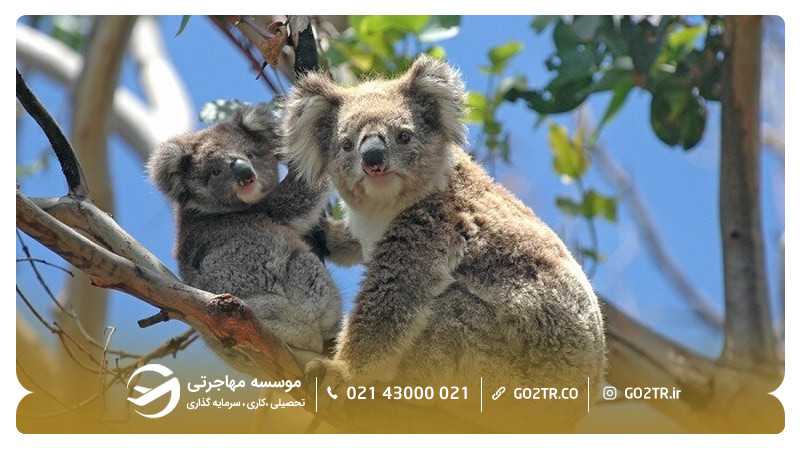 باغ وحش ملبورن