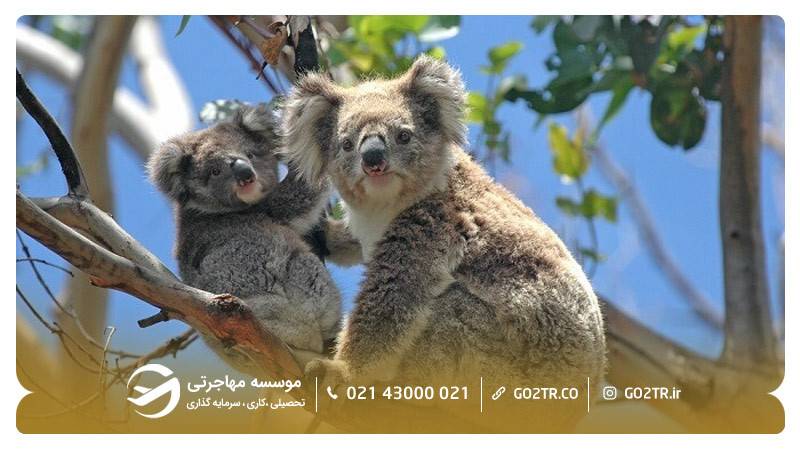 باغ وحش ملبورن