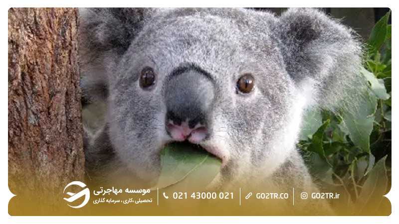 جاذبه های گردشگری شهر بریزبن استرالیا