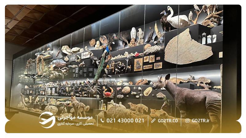 ایالت هسن آلمان - موزه تاریخ طبیعی سنکنبرگ
