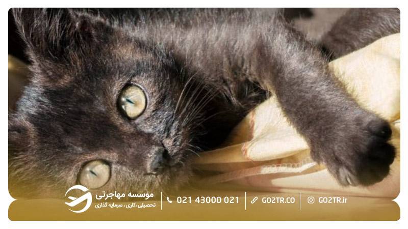 گربه سیاه نشانه بدشانسی است!