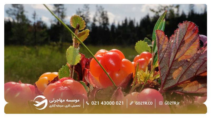 تمشک وحشی
