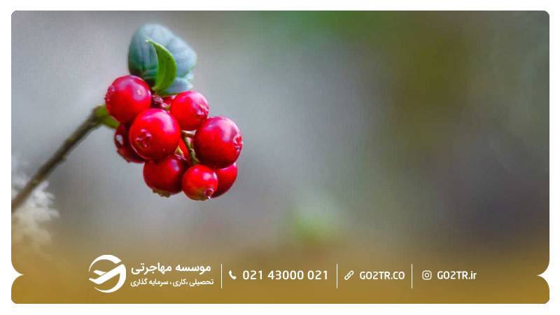 لینگونبری 