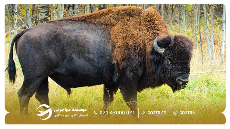 پارک ملی وود بوفالو - منطقه شمالی کانادا