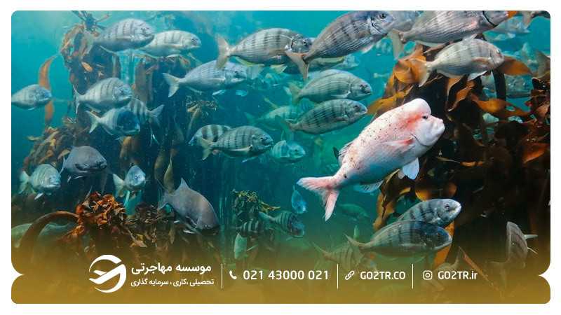 آکواریم دو اقیانوس در آفریقای جنوبی