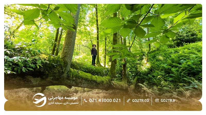 باغ گیاه شناسی باتومی