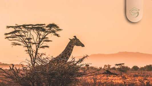 فصول مناسب سفر به چاد